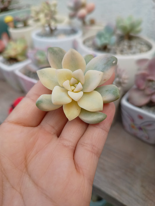 Pachyveria 'Pachyphytoides' variegada