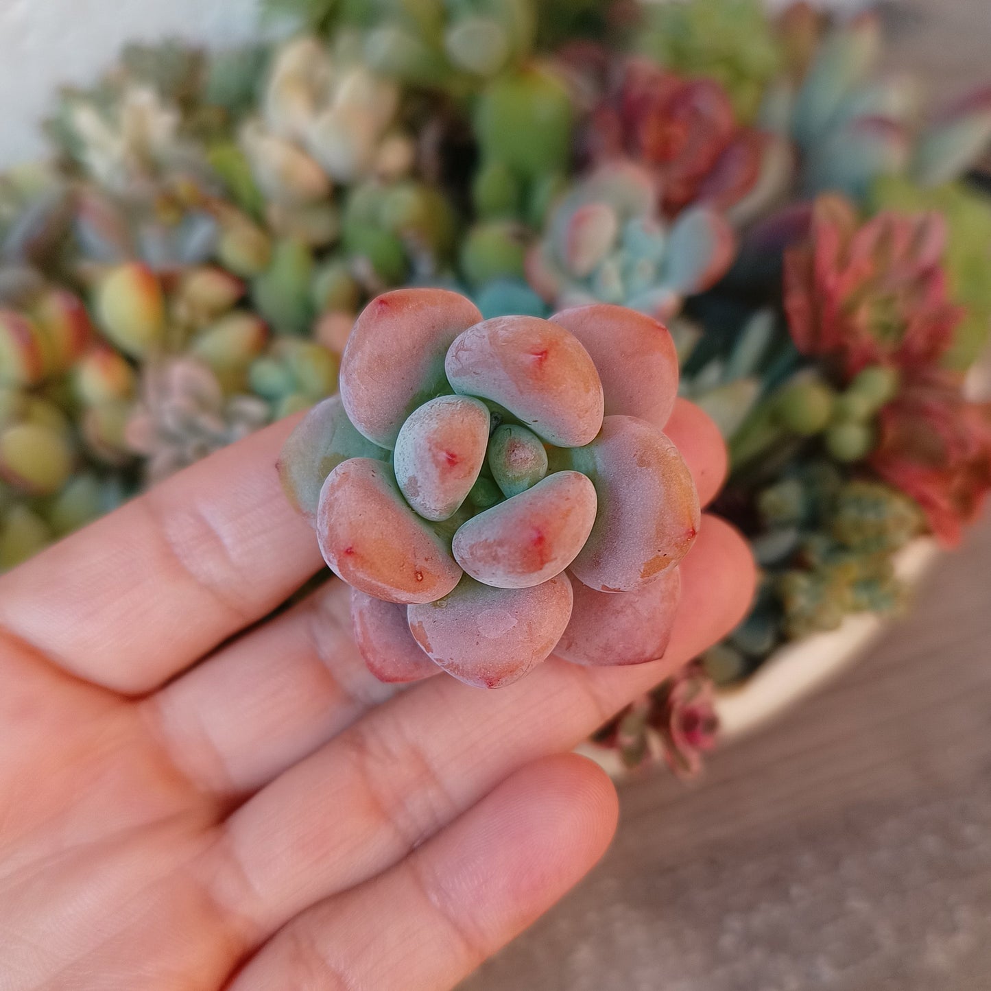 Graptosedum 'Big Snow Flora Miul'
