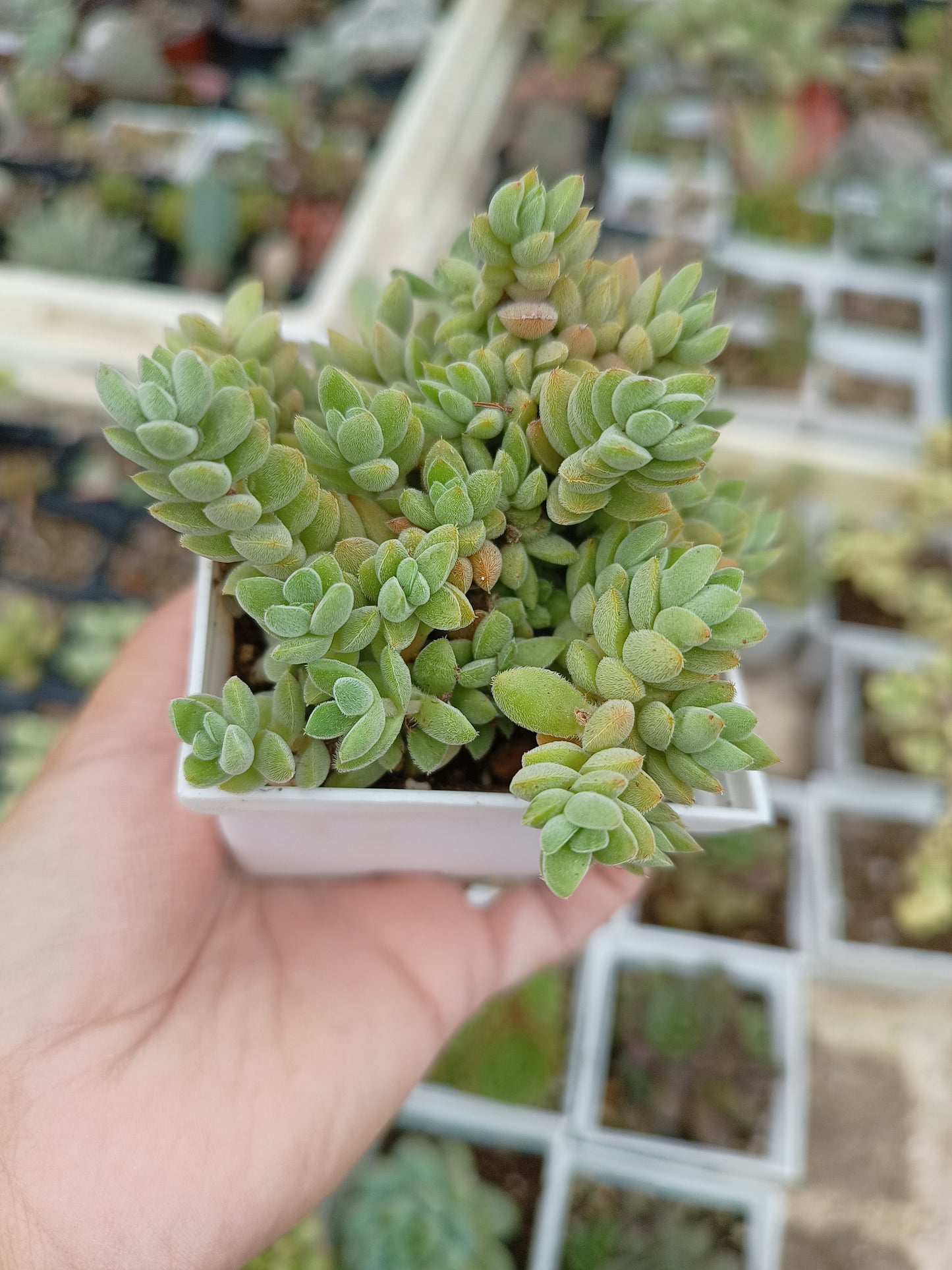 Crassula lanuginosa var. pachystemon