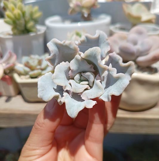 Echeveria 'Crispate Beauty'