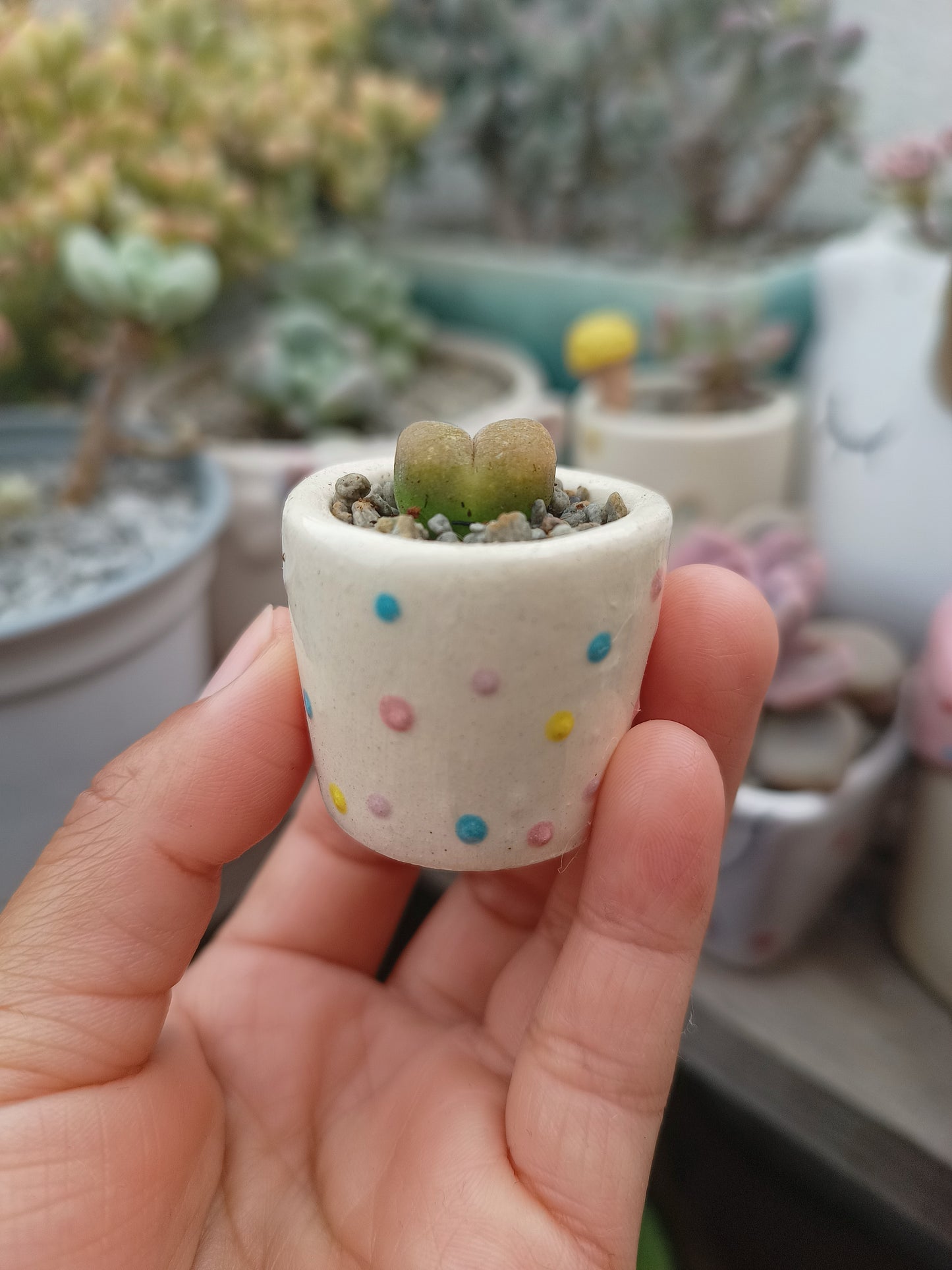 Conophytum maughanii