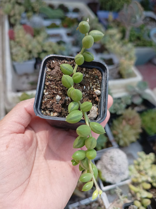 Senecio radicans
