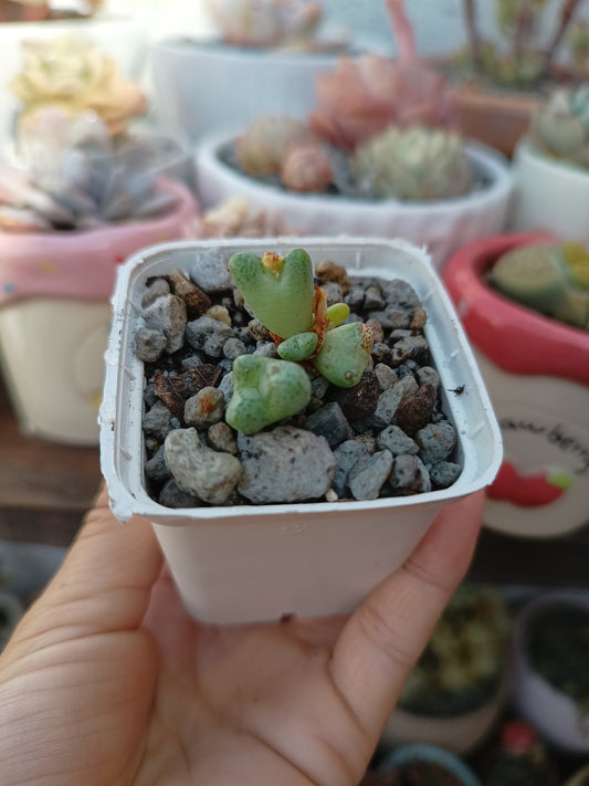 Conophytum bilobum