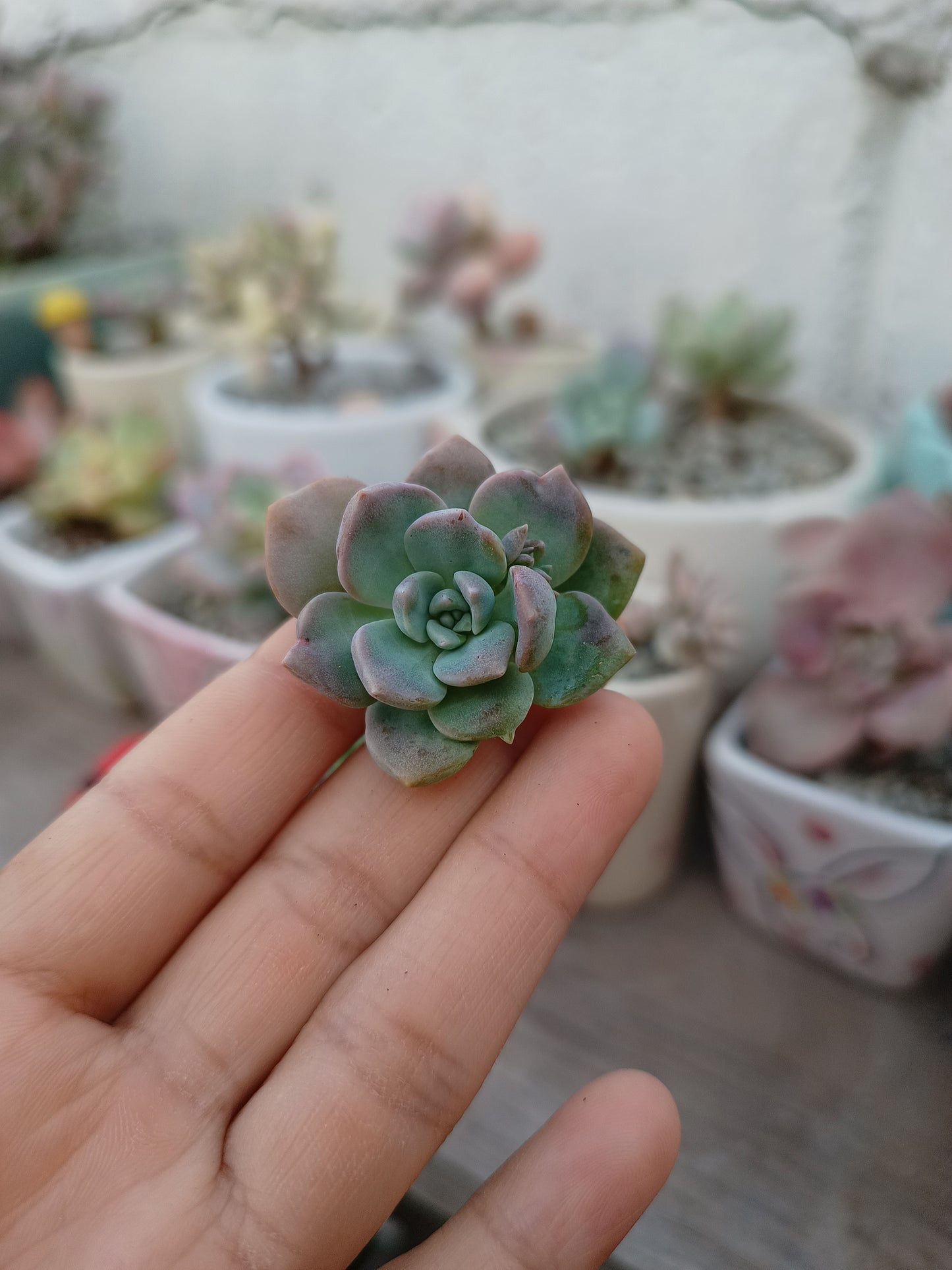Sedum alienum