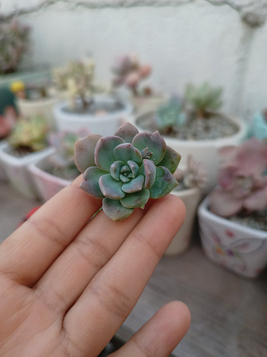 Sedum alienum