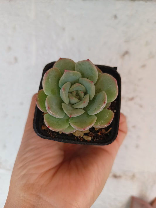Echeveria 'Meimeng'