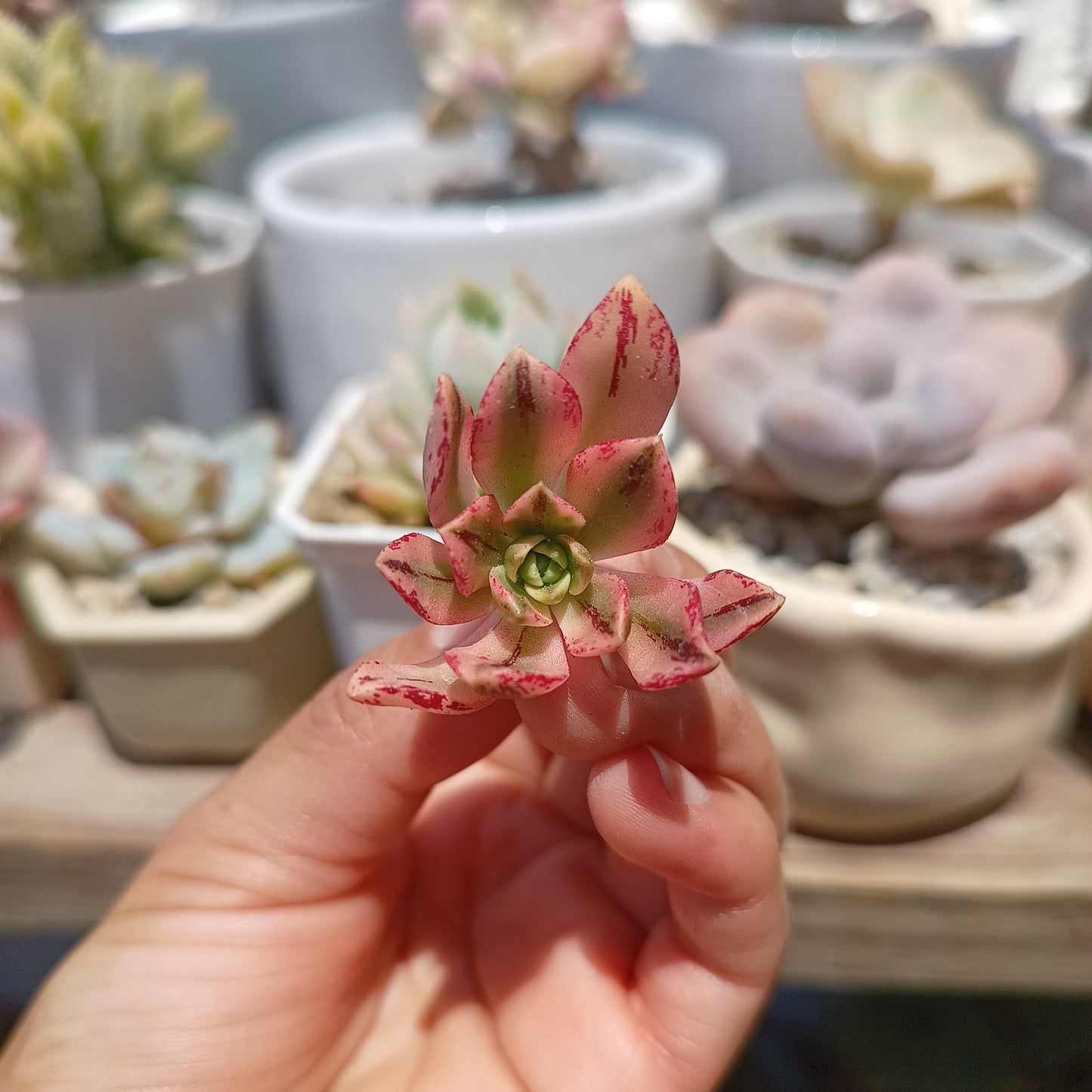 Aeonium 'Sweet Tea'