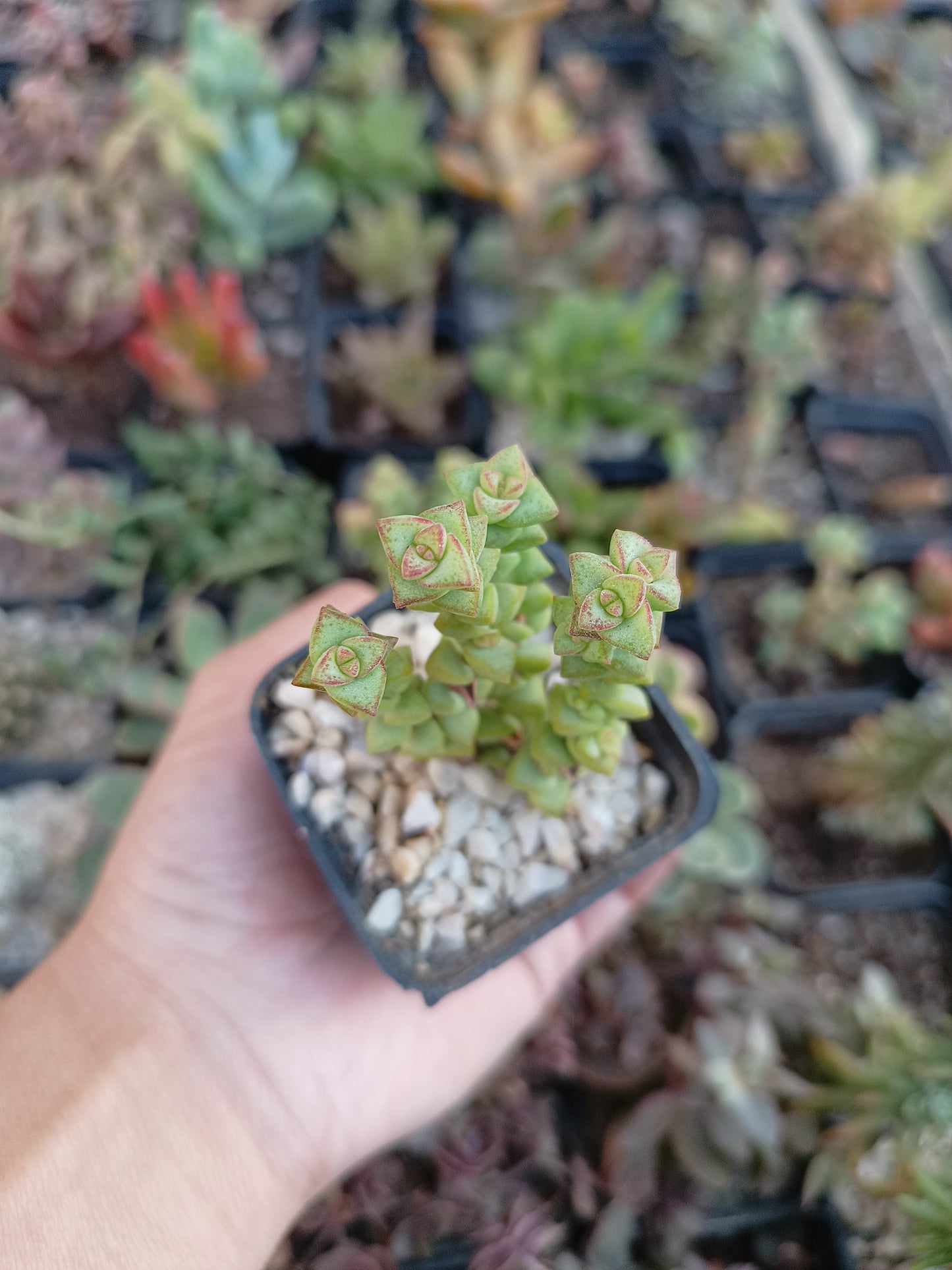 Crassula 'Tom Thumb'