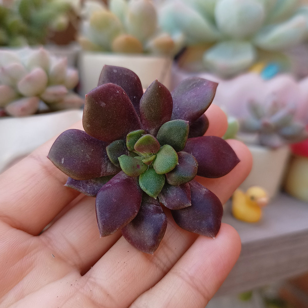 Anacampseros rufescens