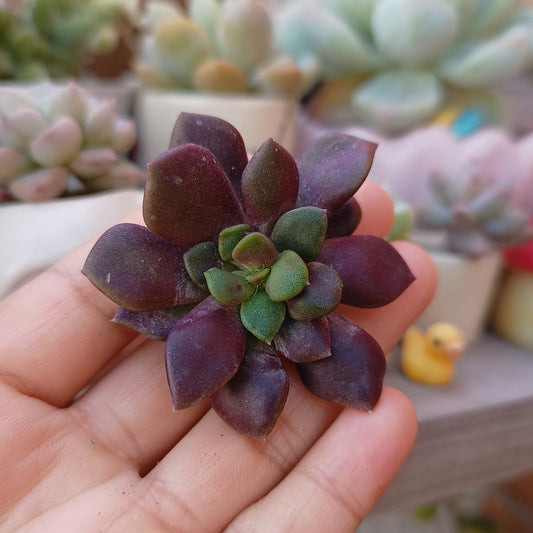Anacampseros rufescens