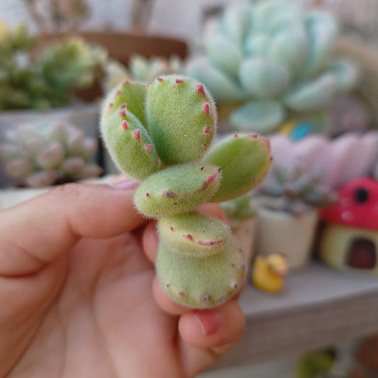 Cotyledon tomentosa variegata