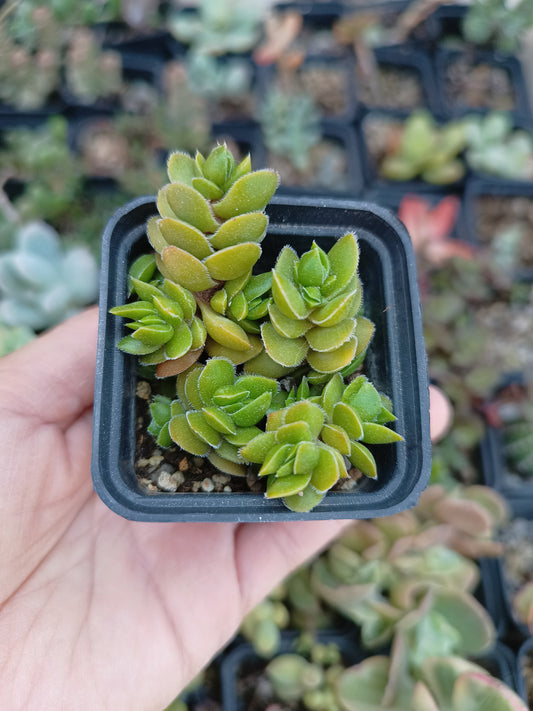 Crassula lanuginosa var. pachystemon 'David'