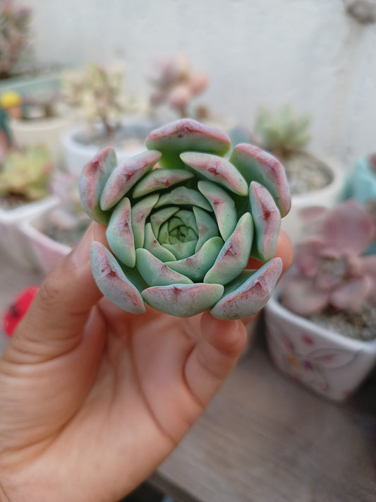 Echeveria 'Michelin' 🇰🇷