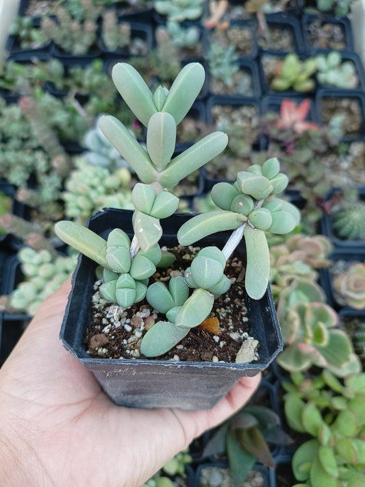 Delosperma lehmannii