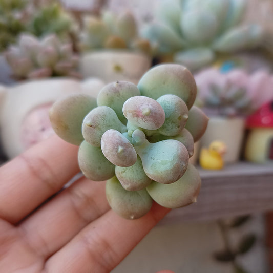 Pachyphytum glutinicaule