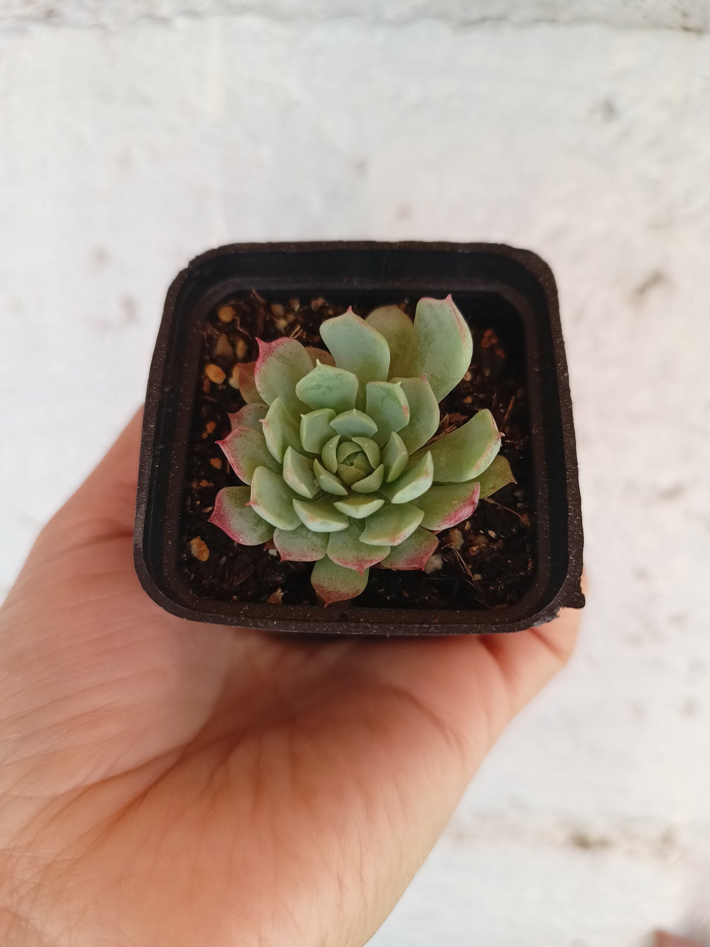 Echeveria agavoides 'casio'