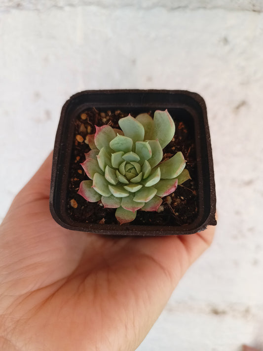 Echeveria agavoides 'casio'