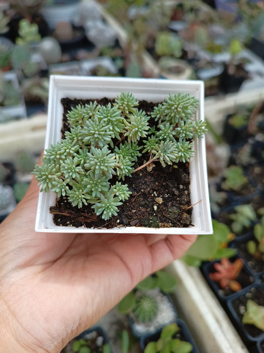 Sedum rubens 'Lizard'