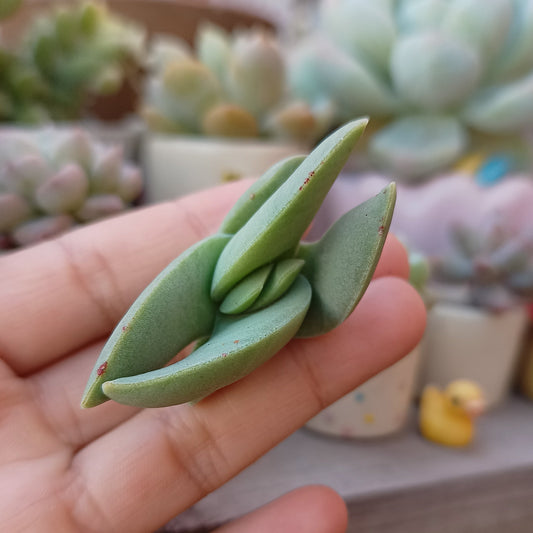 Crassula falcata