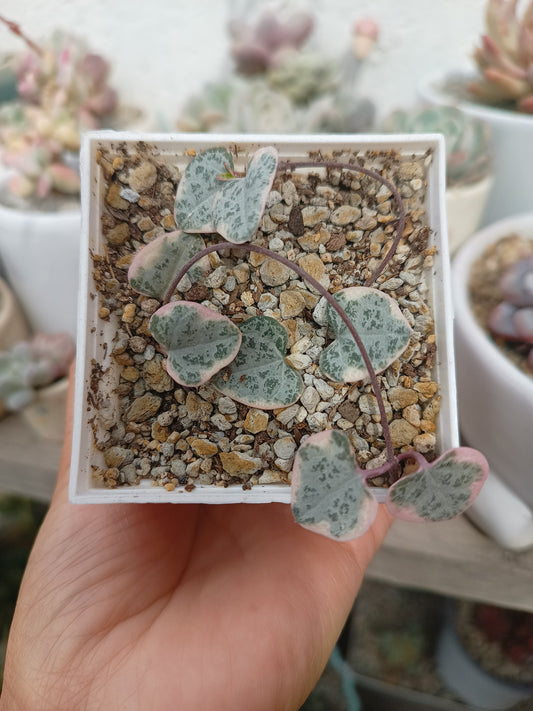 Ceropegia woodii variegata