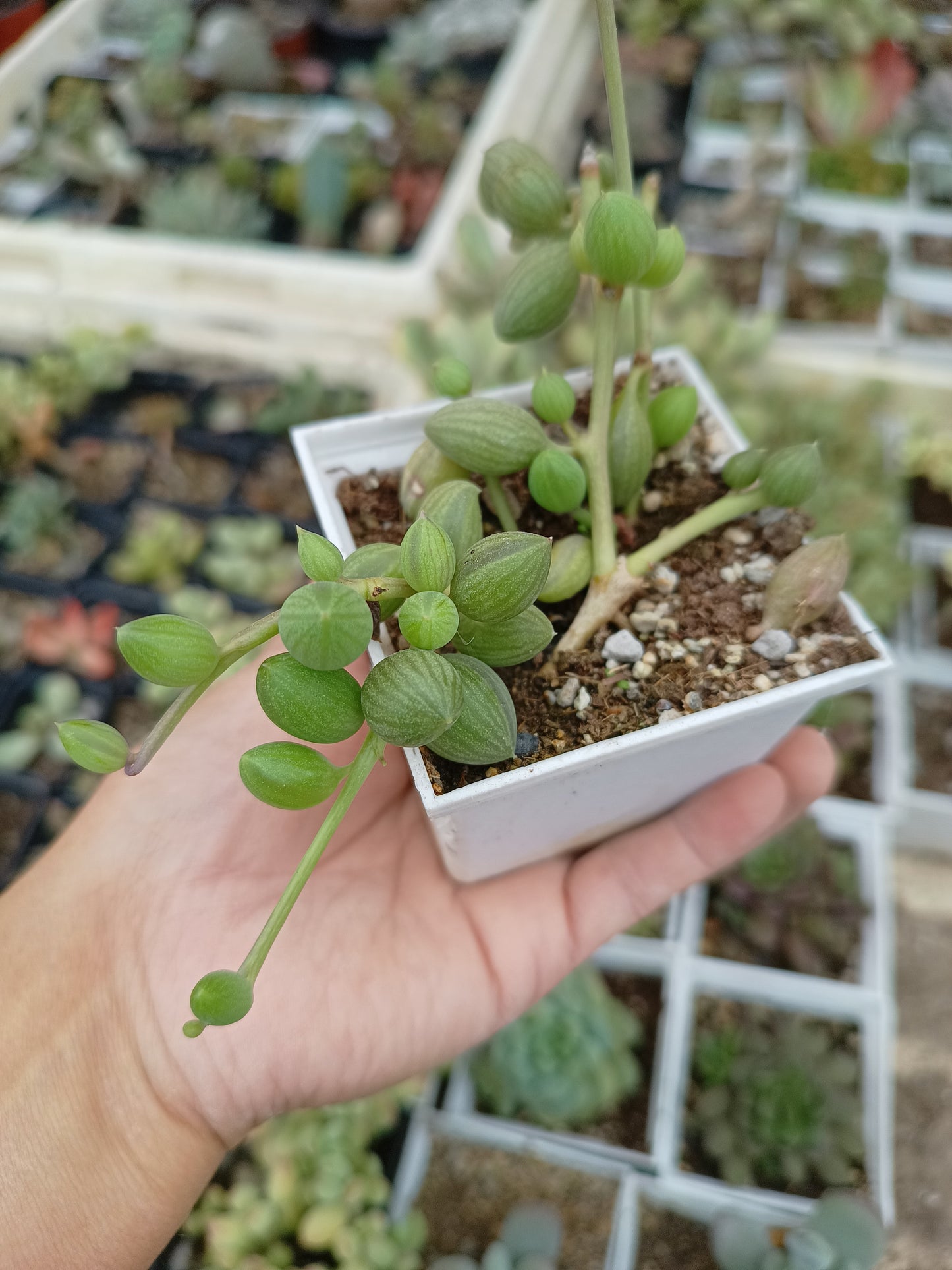 Senecio herreianus