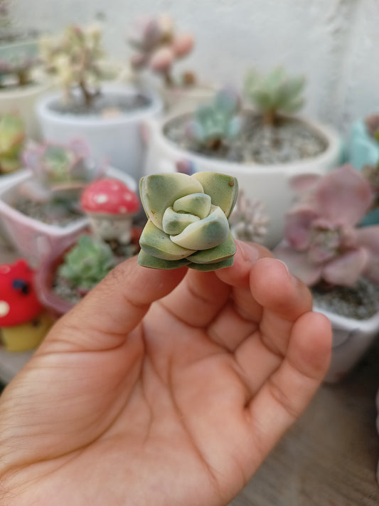 Crassula moonglow variegata