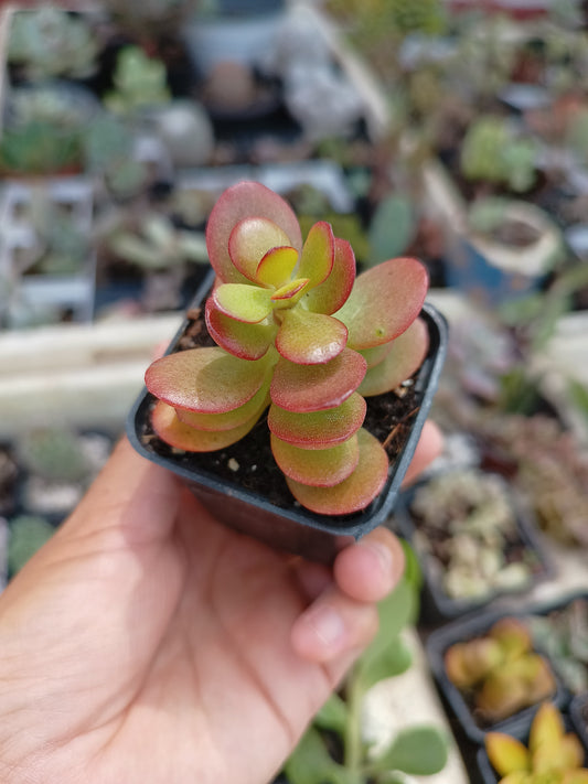 Crassula ovata 'Minor'