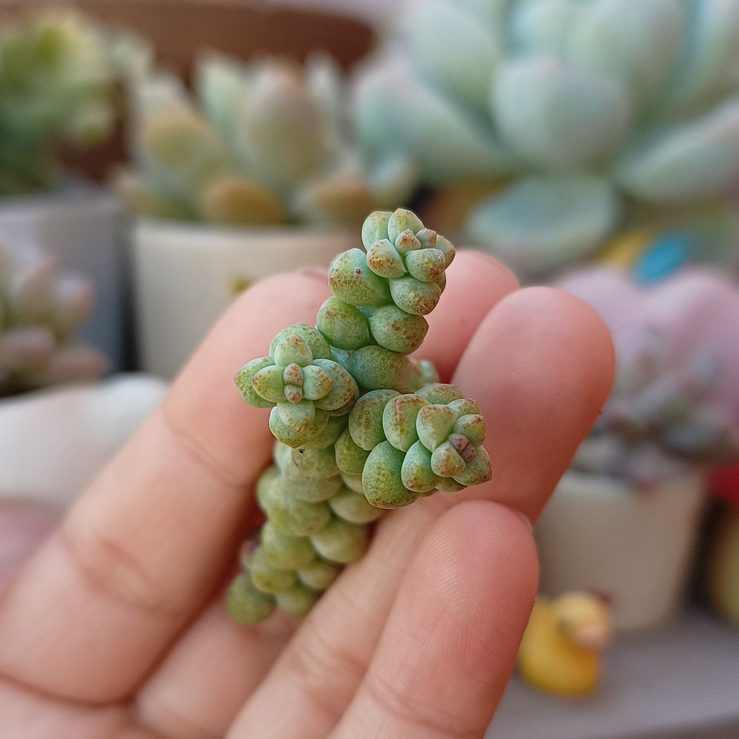 Crassula 'Baby's Surprise'