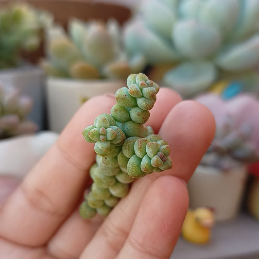Crassula 'Baby's Surprise'