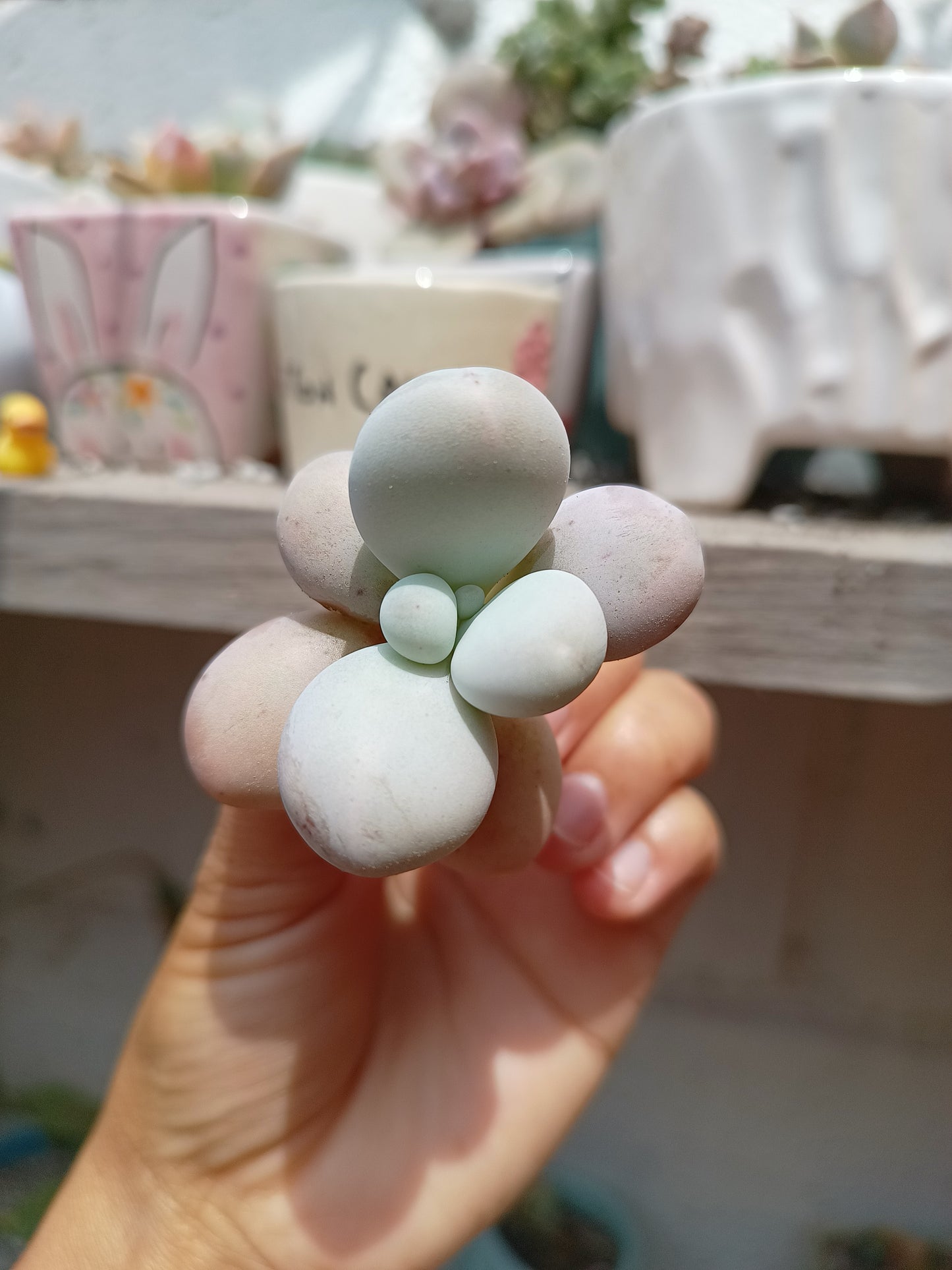 Pachyphytum lumiere 🇰🇷