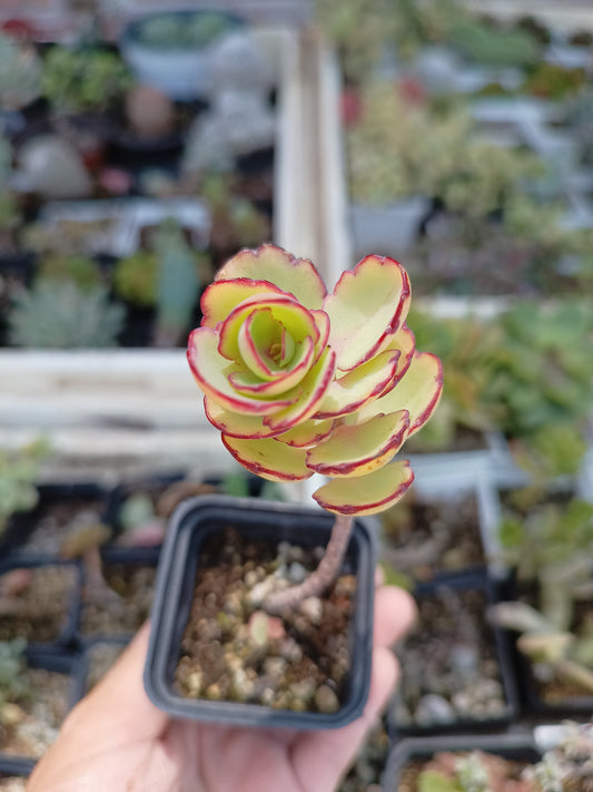 kalanchoe laxiflora