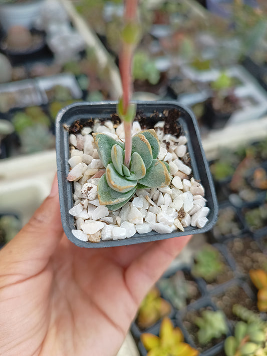 Crassula 'Coralita'