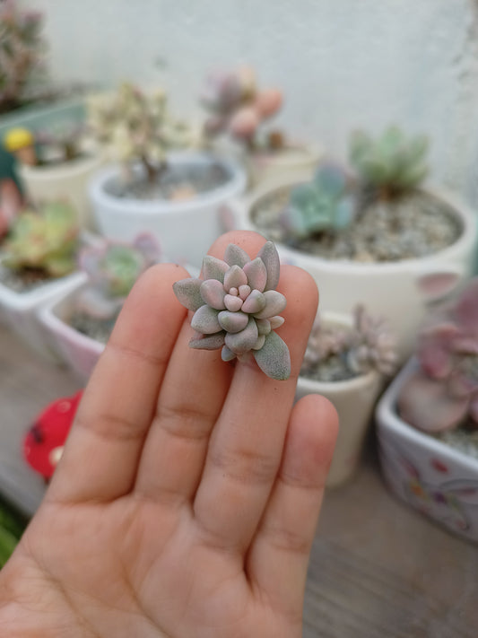 Graptopetalum 'Mirinae' variegata