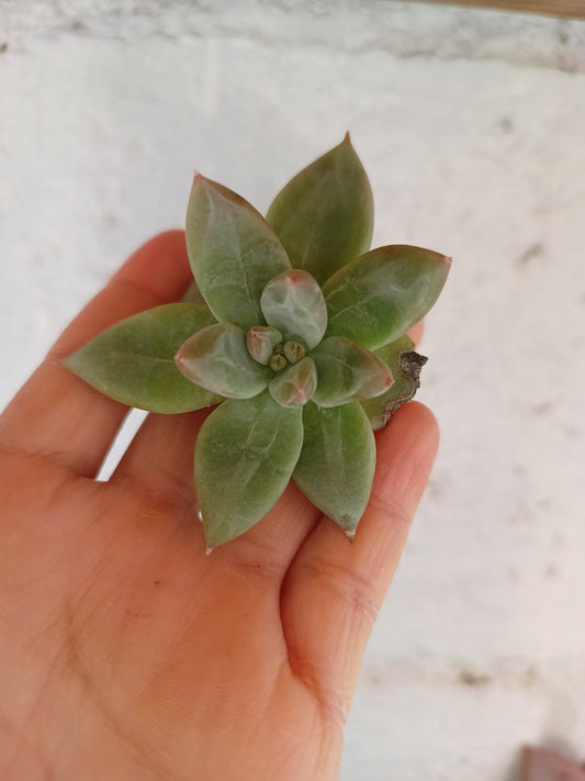 Echeveria colorata × E. tolimanensis