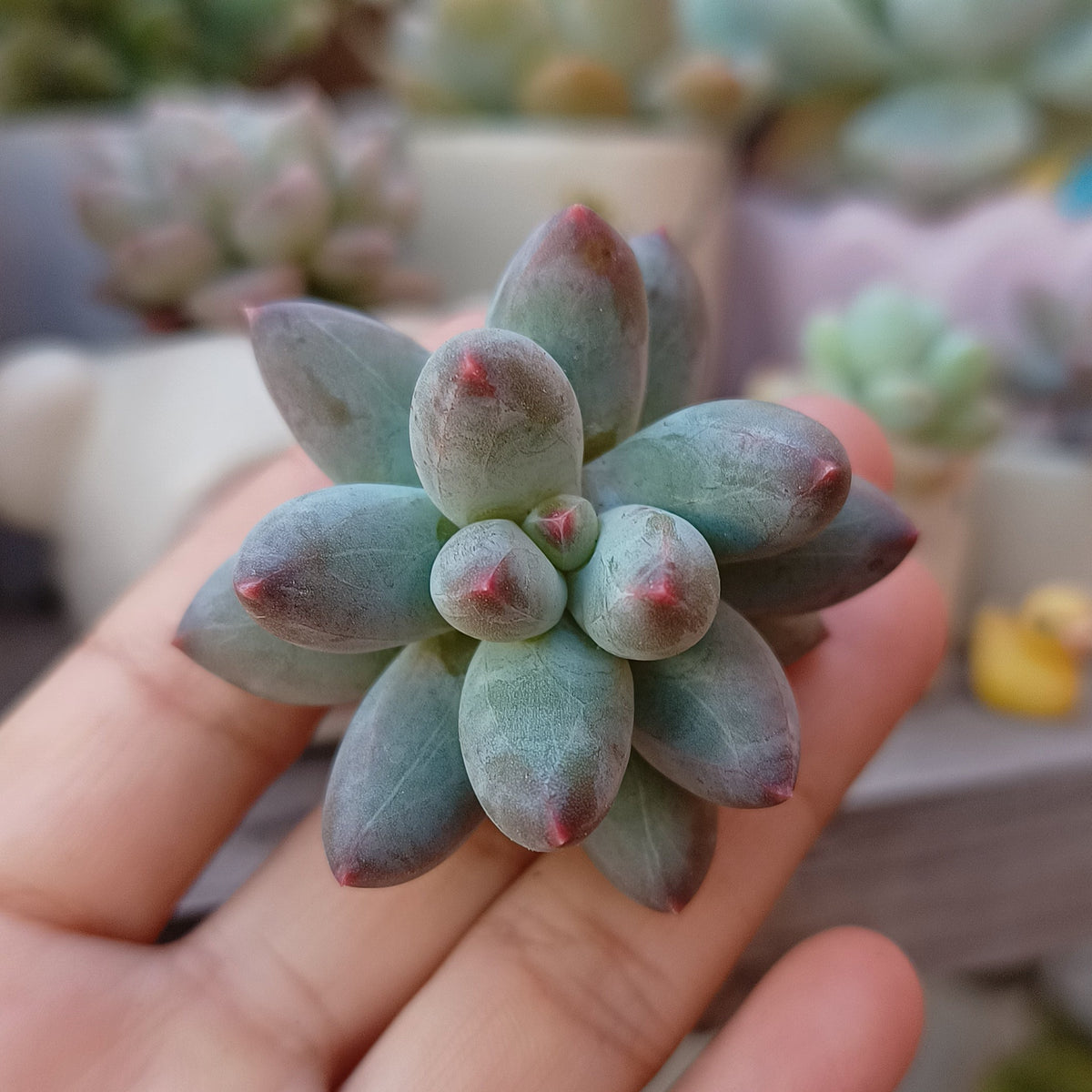 Pachyphytum hookeri