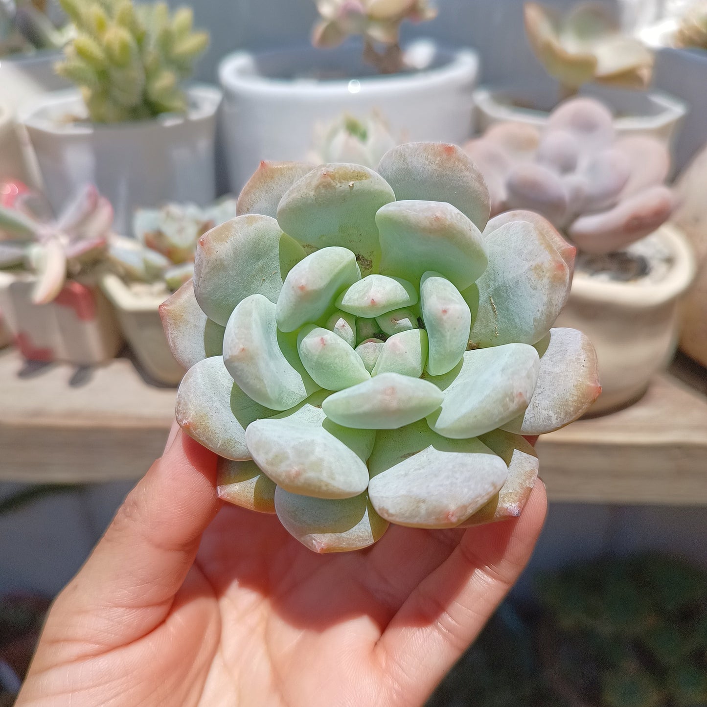 Echeveria 'Monroe'