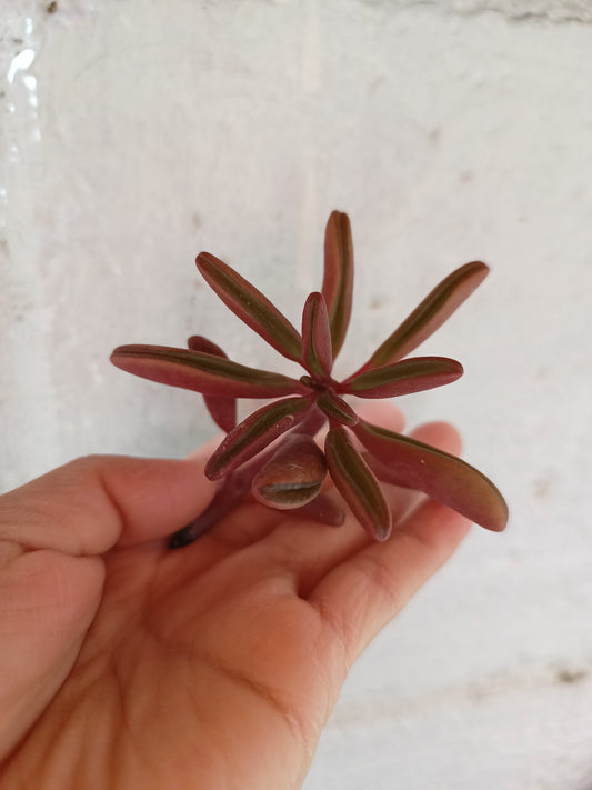 Peperomia graveolens