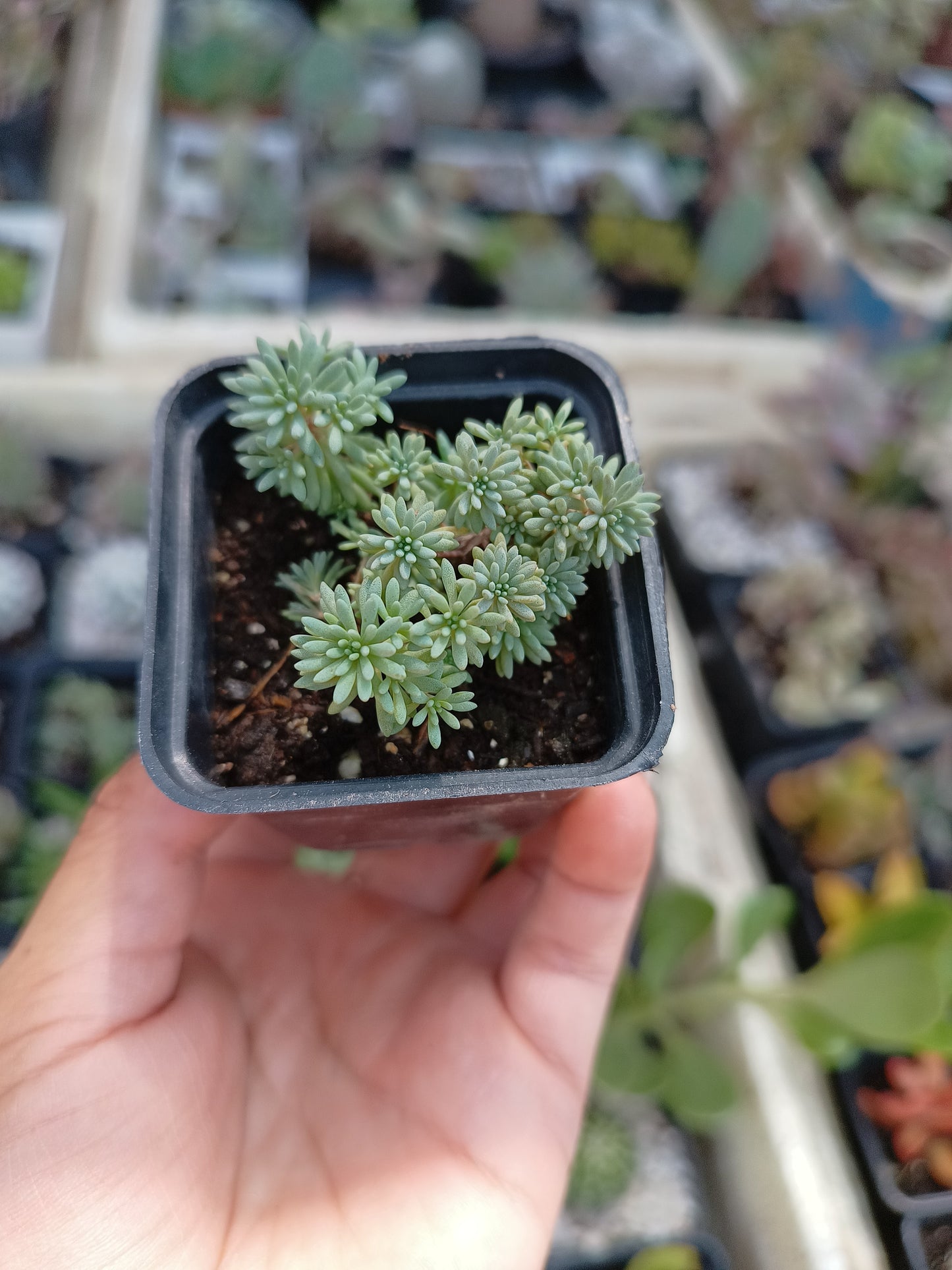 Sedum rubens 'Lizard'