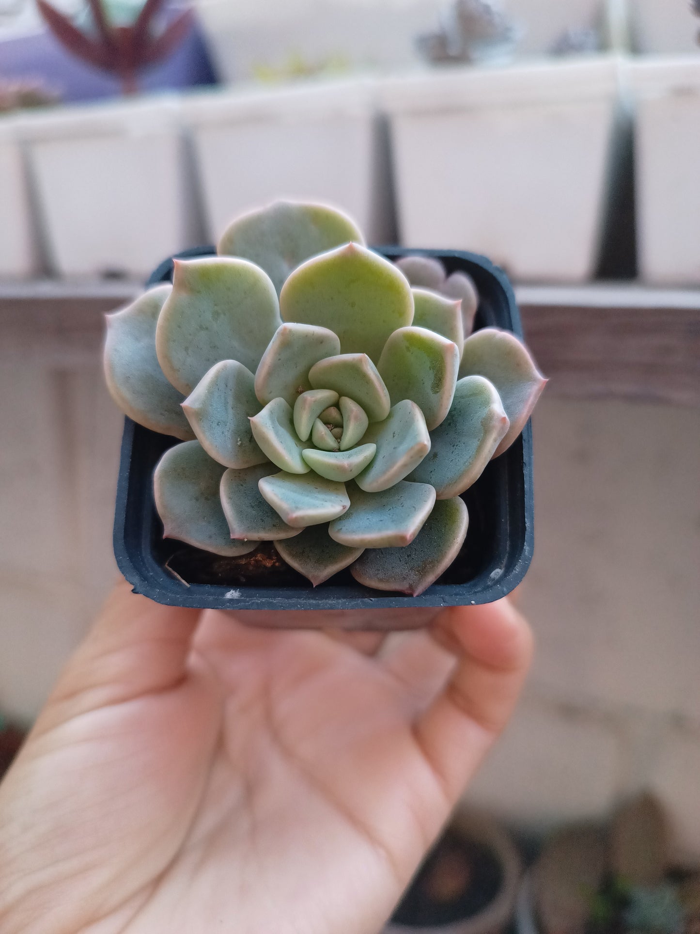 Echeveria 'Pink Elff'