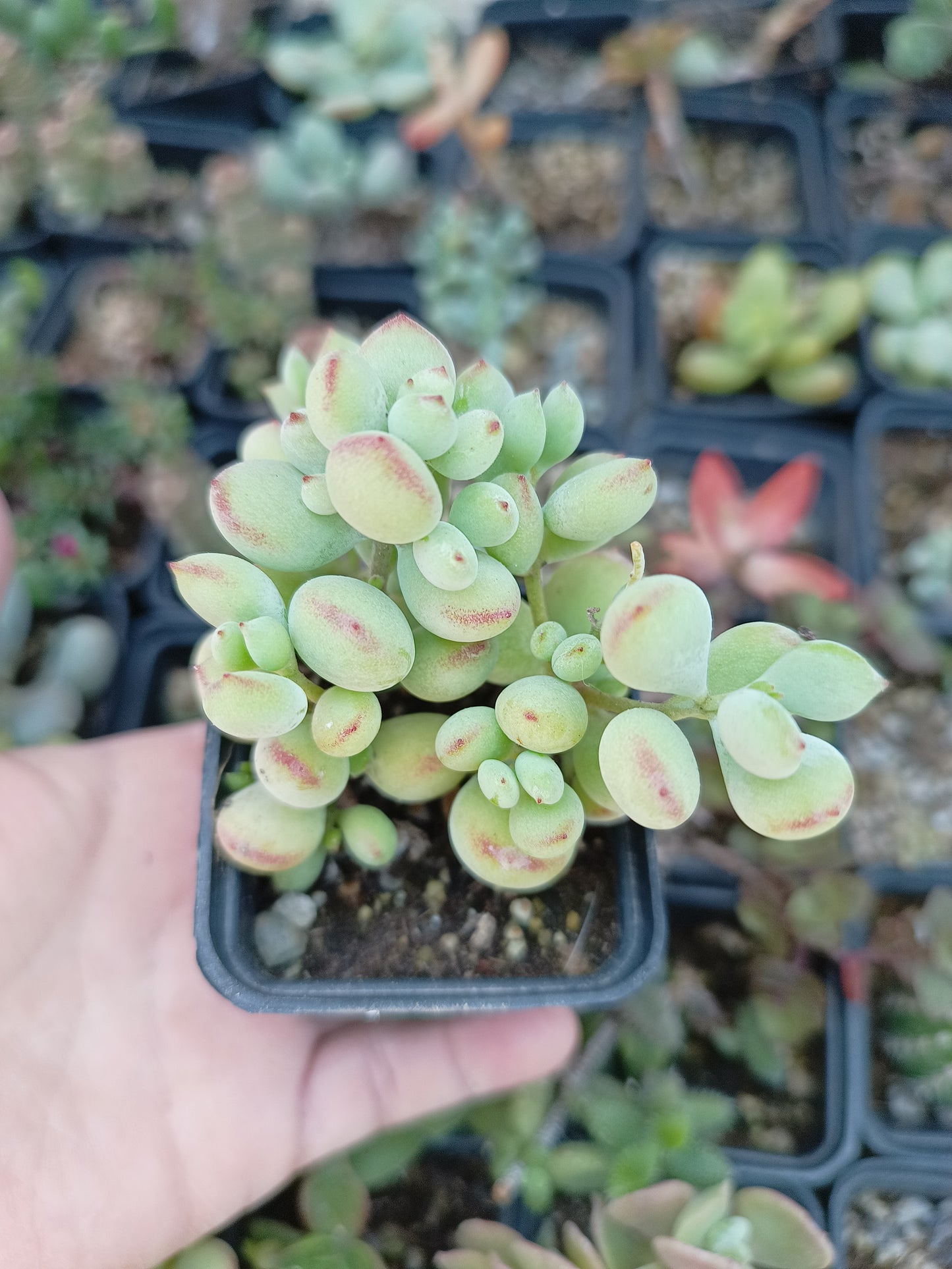 Cotyledon pendens
