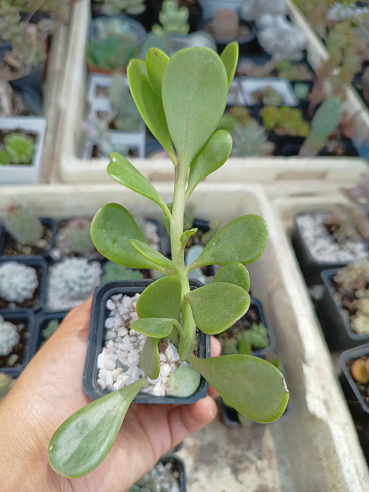 Senecio jacobsenii