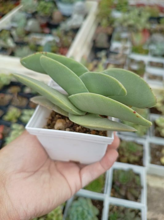 Crassula falcata