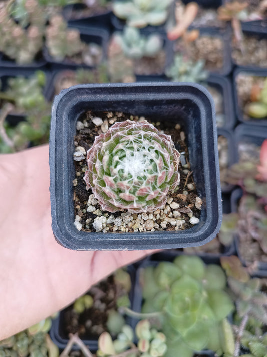 Sempervivum arachnoideum