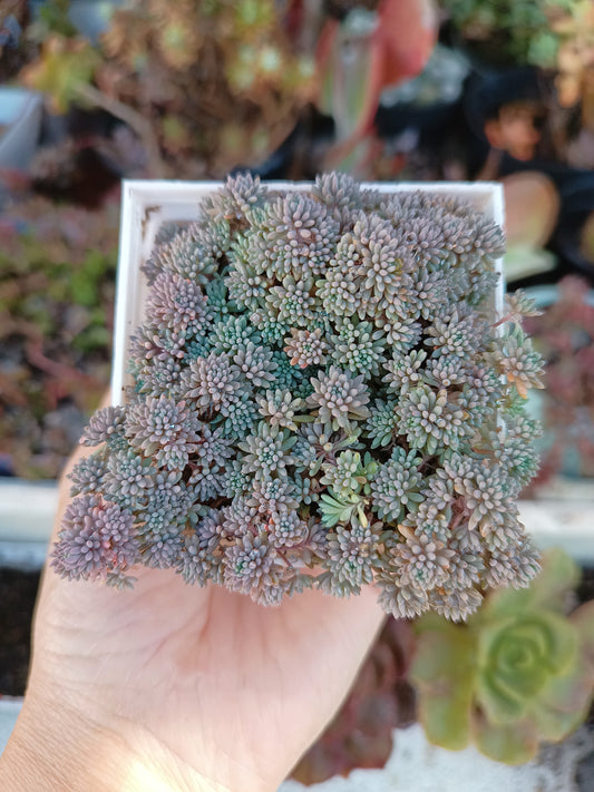 Sedum rubens 'Lizard'