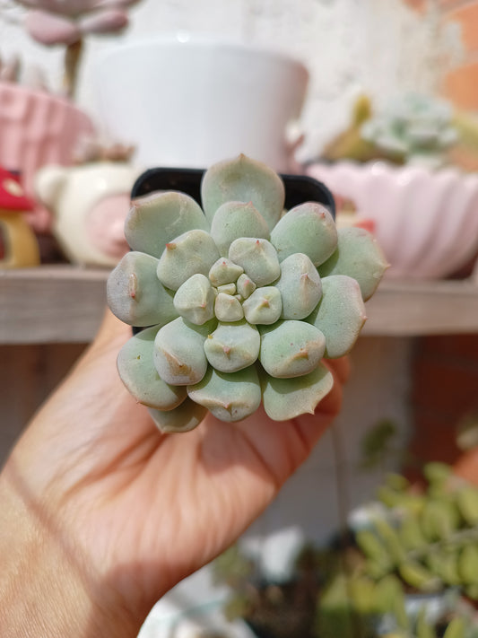 Echeveria 'Cream Puff' 🇰🇷