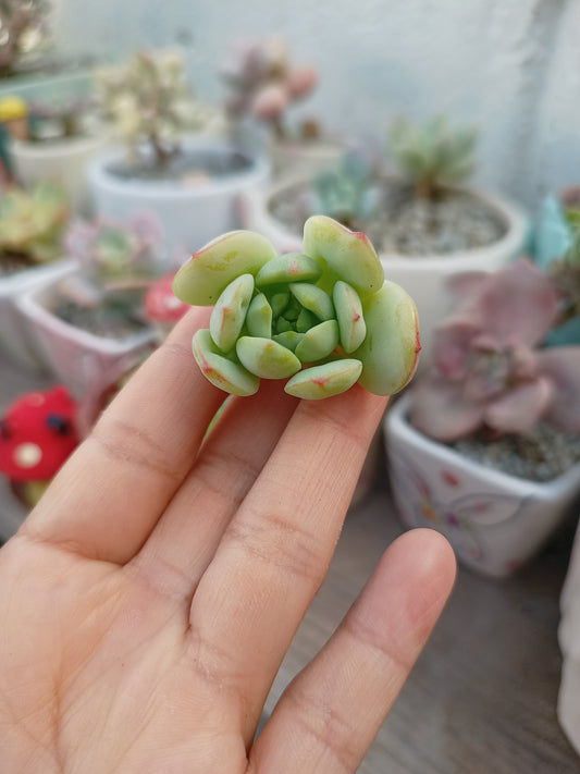 Sedeveria 'Pudgy'