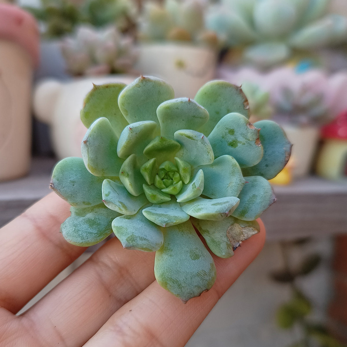 Echeveria 'Michelin' 🇰🇷