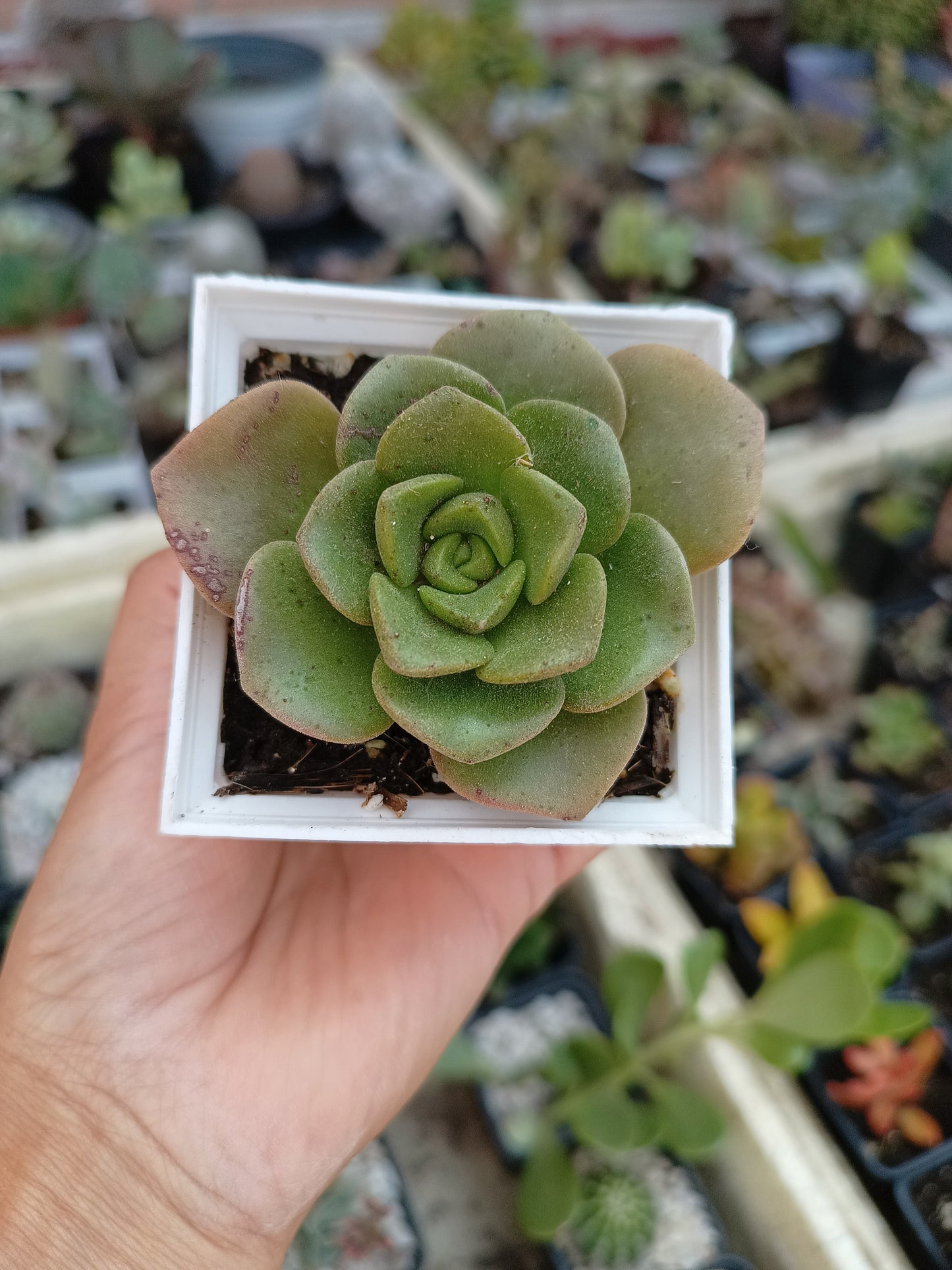 Aeonium 'Lily Pad'