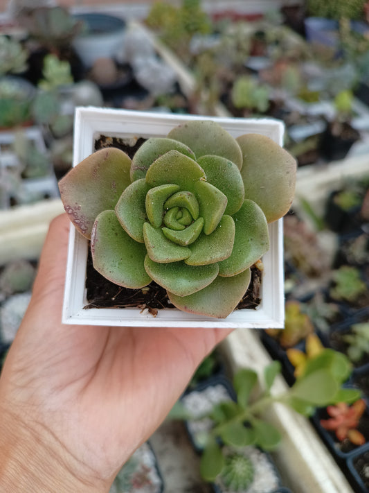 Aeonium 'Lily Pad'