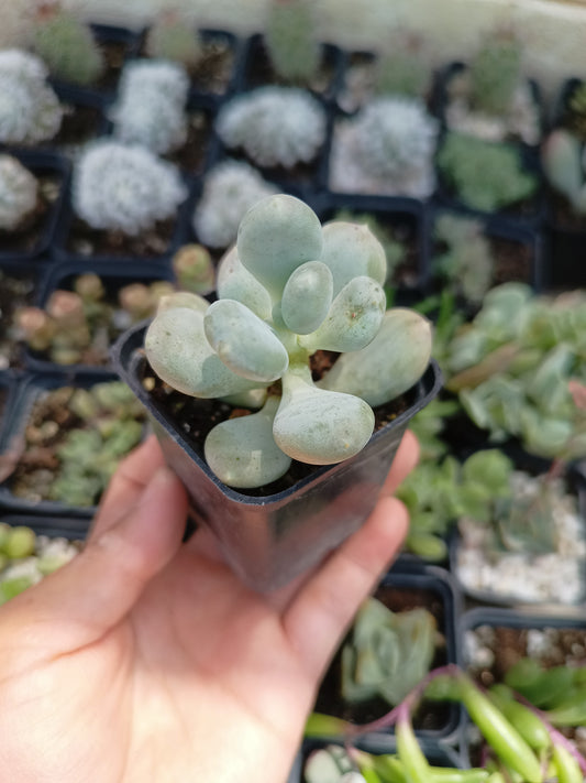 Pachyphytum glutinicaule